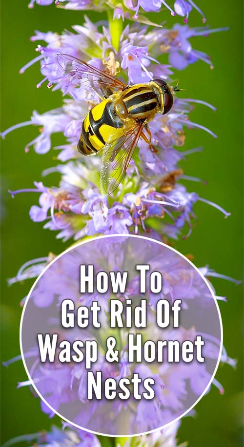 How to Get Rid of Hornets Nest