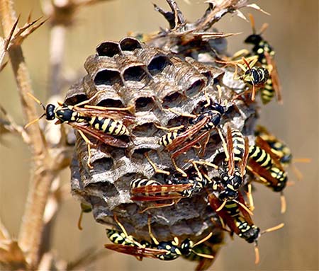 How To Get Rid Of Wasps Hornets Around Your Home