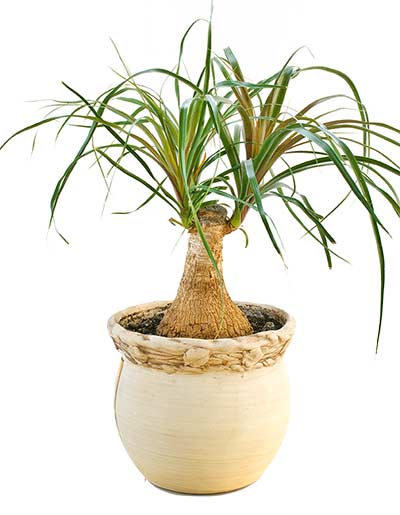 Ponytail Palm