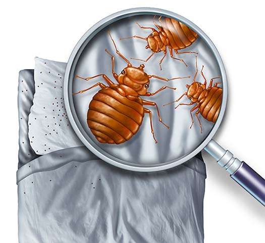 Bed Bug Infestation